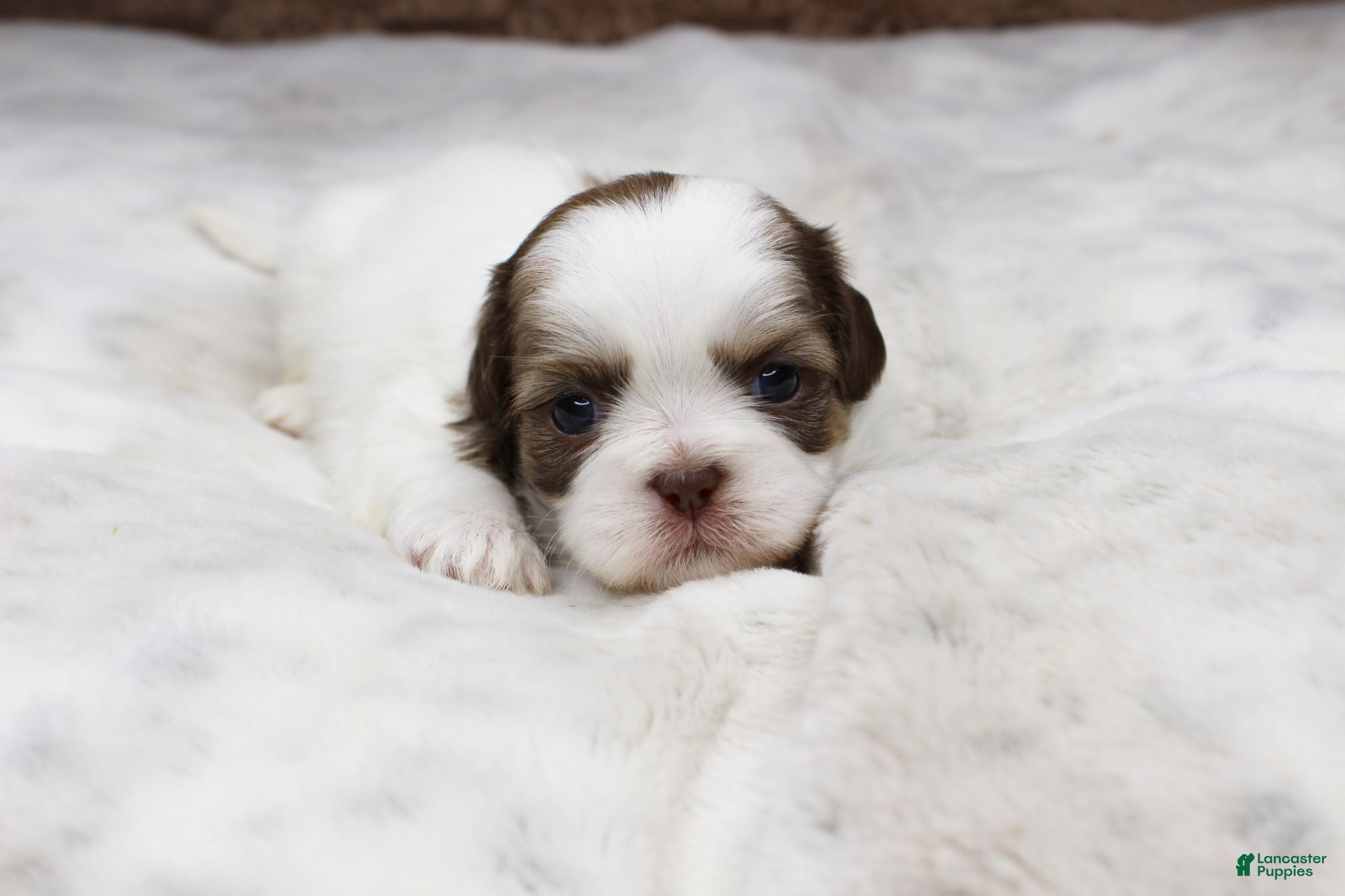 Shih Tzu dogs Lilly - Ad 18
