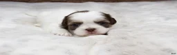 Shih Tzu dogs for sale: Lilly - Ad 1