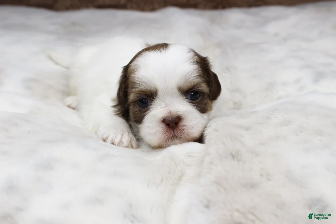 Shih Tzu dogs for sale: Lilly - Ad 1