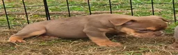 English Bulldog dogs for sale: Tinkabelle chocolate and tan  - Ad 12