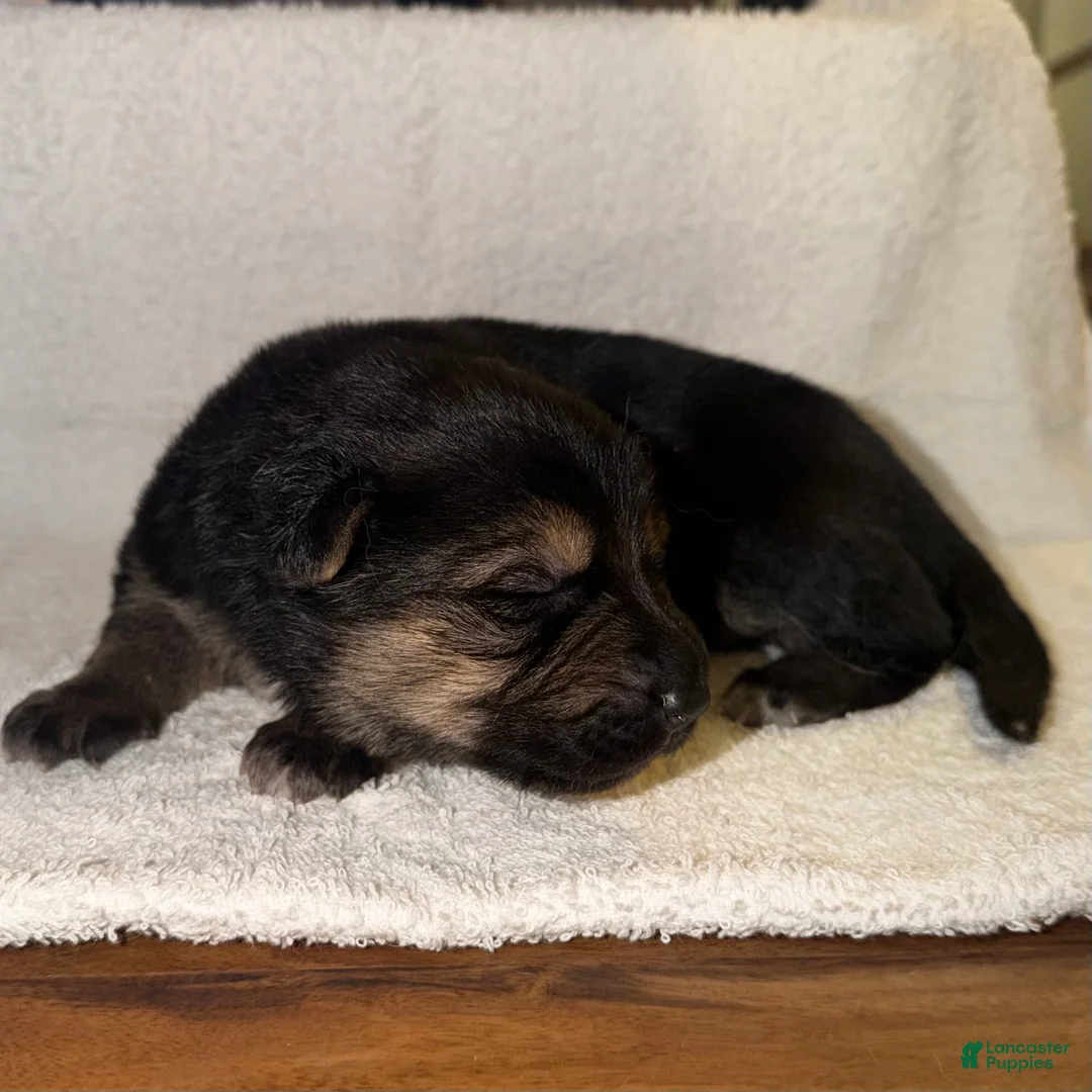 German Shepherd dogs for sale: Ranger - Ad 2