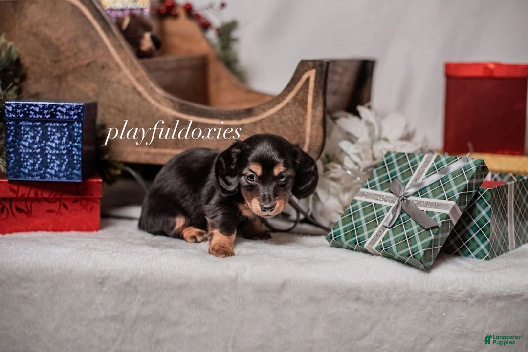 Miniature Dachshund dogs for sale: Red Collar Black & Tan Dachshund Puppy - Ad 8