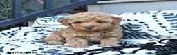Toy Poodle dogs for sale: Fido - Ad 2
