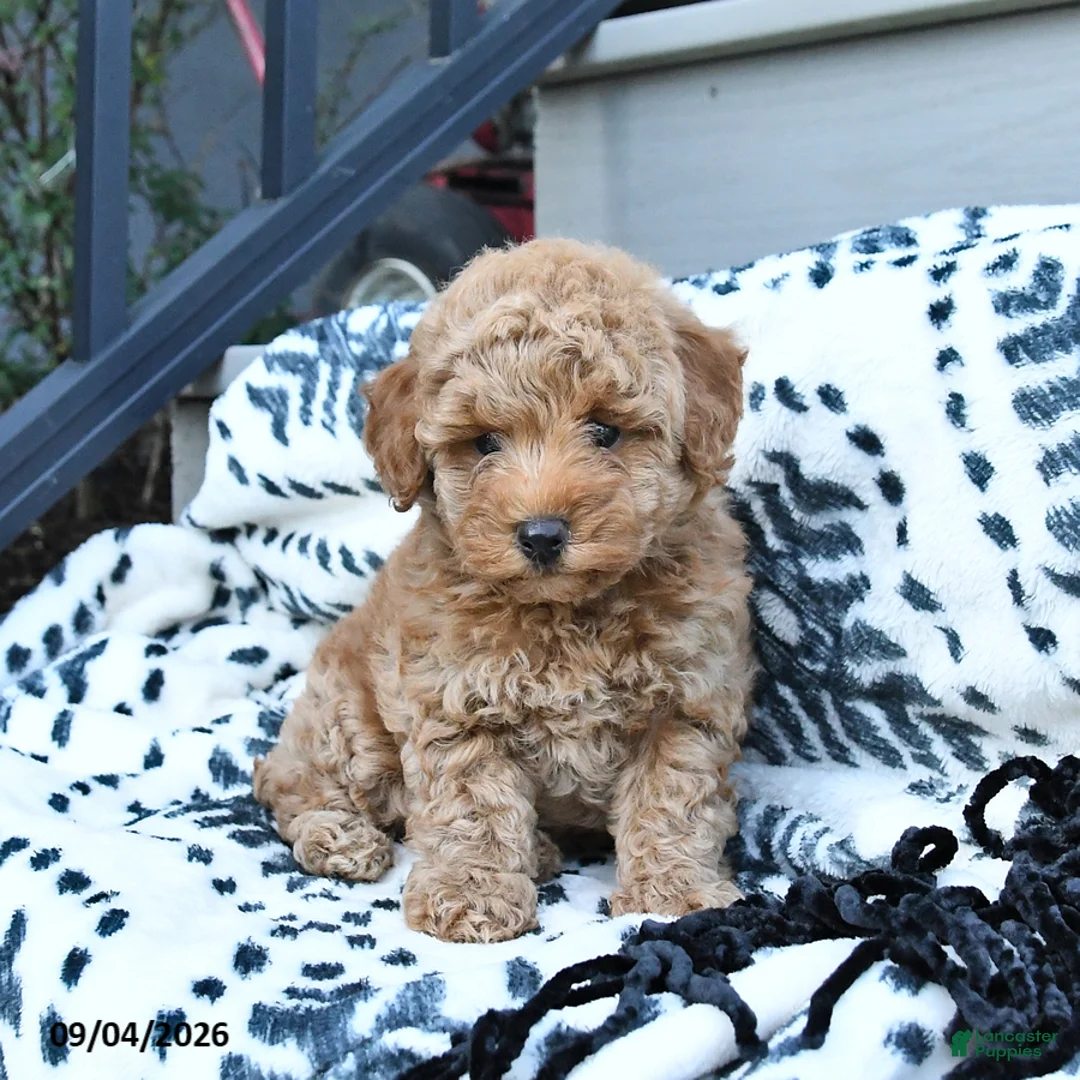 Toy Poodle dogs for sale: Fido - Ad 2