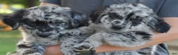Mixed Breed dogs for sale: Buckle, female golden Aussie  - Ad 14