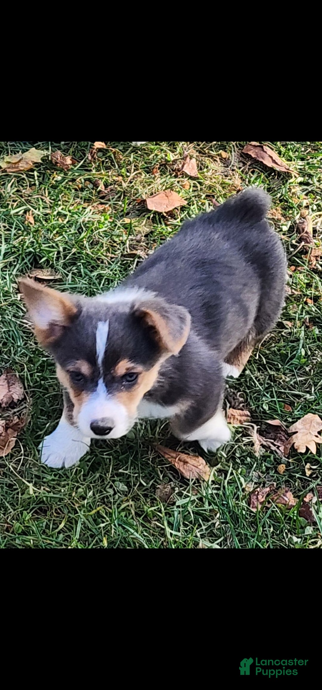 Welsh Corgi Pembroke dogs for sale: Alfie bluie  - Ad 17