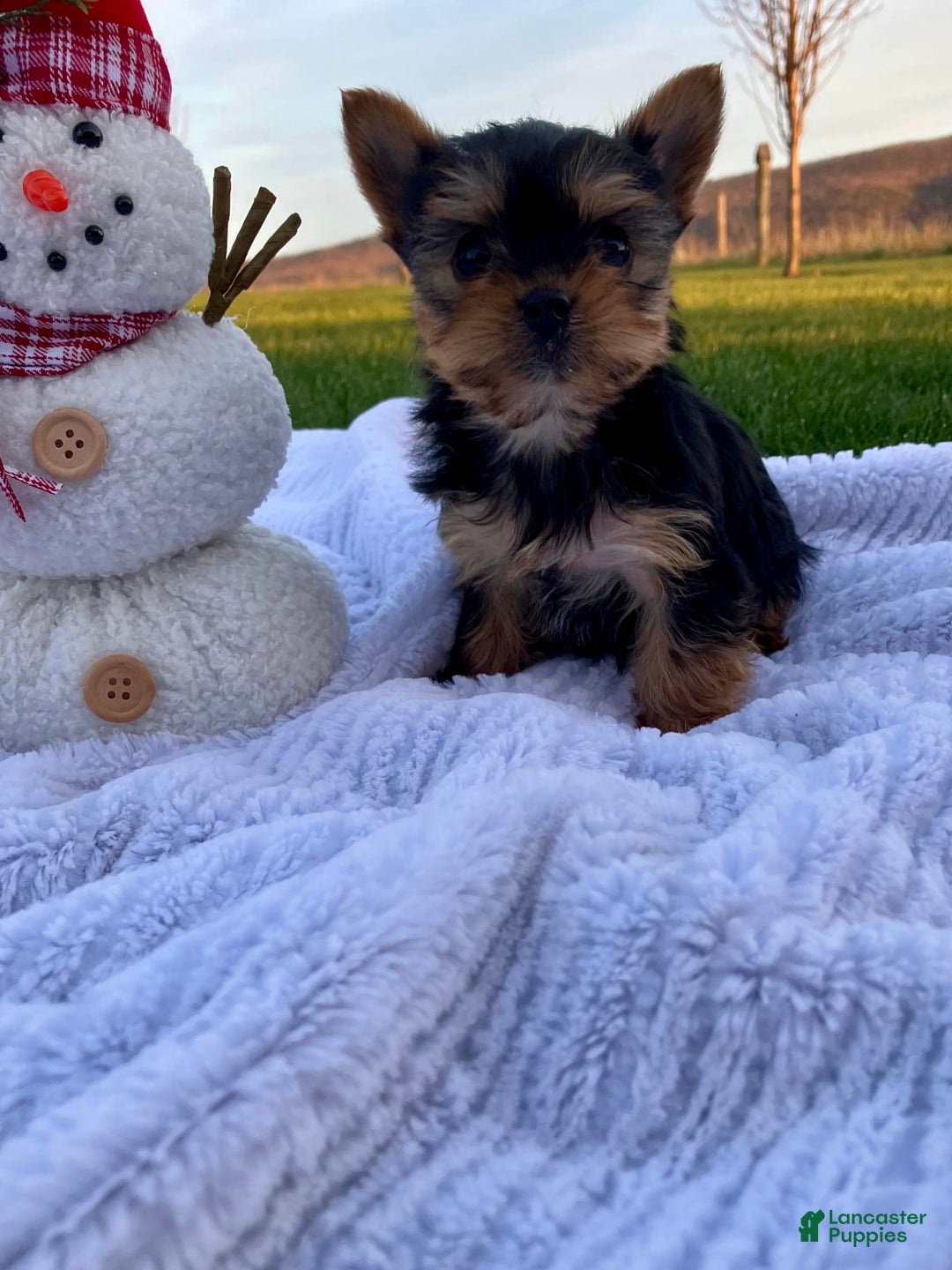 Yorkshire Terrier dogs for sale: Jingle - Ad 9