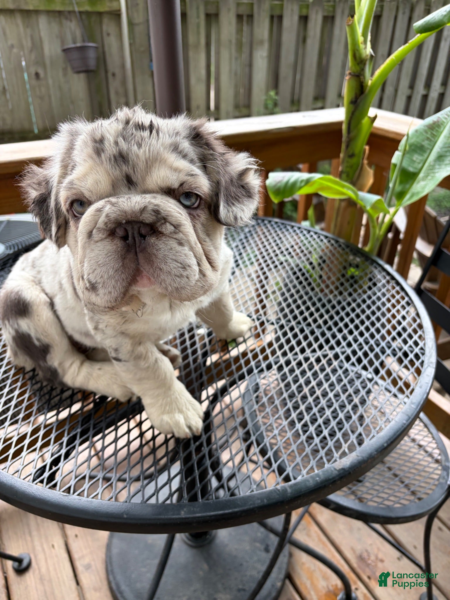 French Bulldog dogs French Bulldog 1 - Ad 1