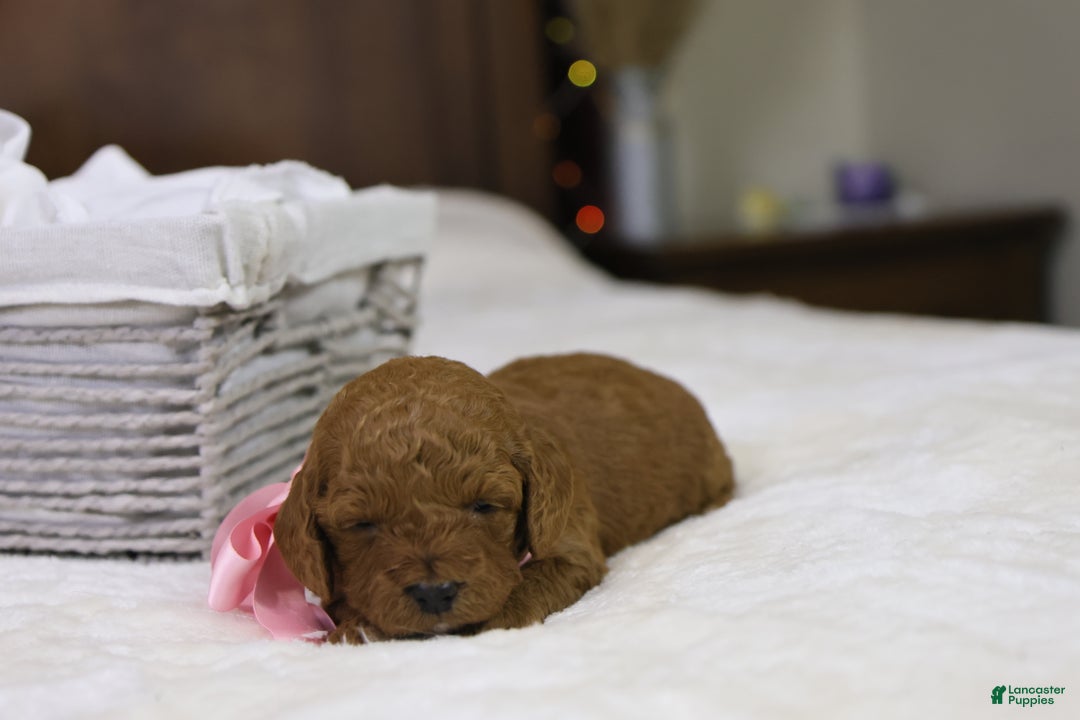 Goldendoodle dogs for sale: Natalie - Ad 4