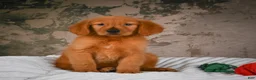 Golden Retriever dogs for sale: Penny - Ad 8
