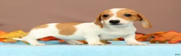 Miniature Dachshund dogs for sale: Almond - Ad 1