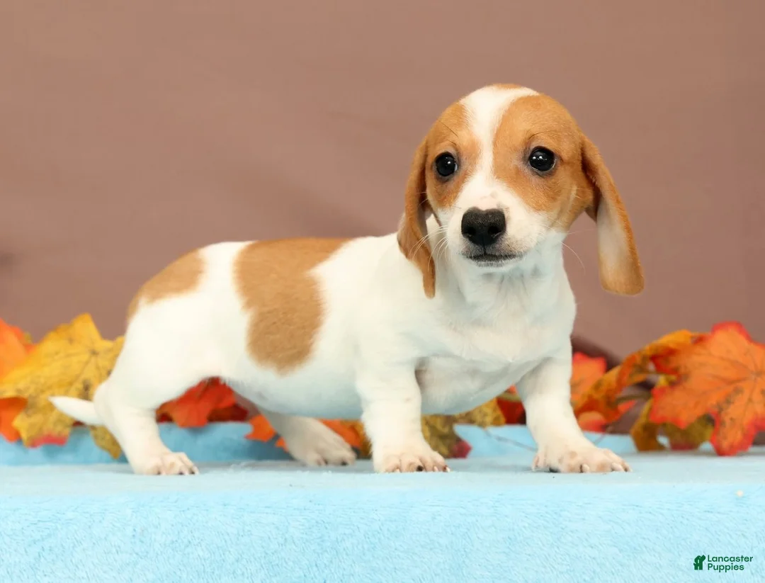 Miniature Dachshund dogs for sale: Almond - Ad 1