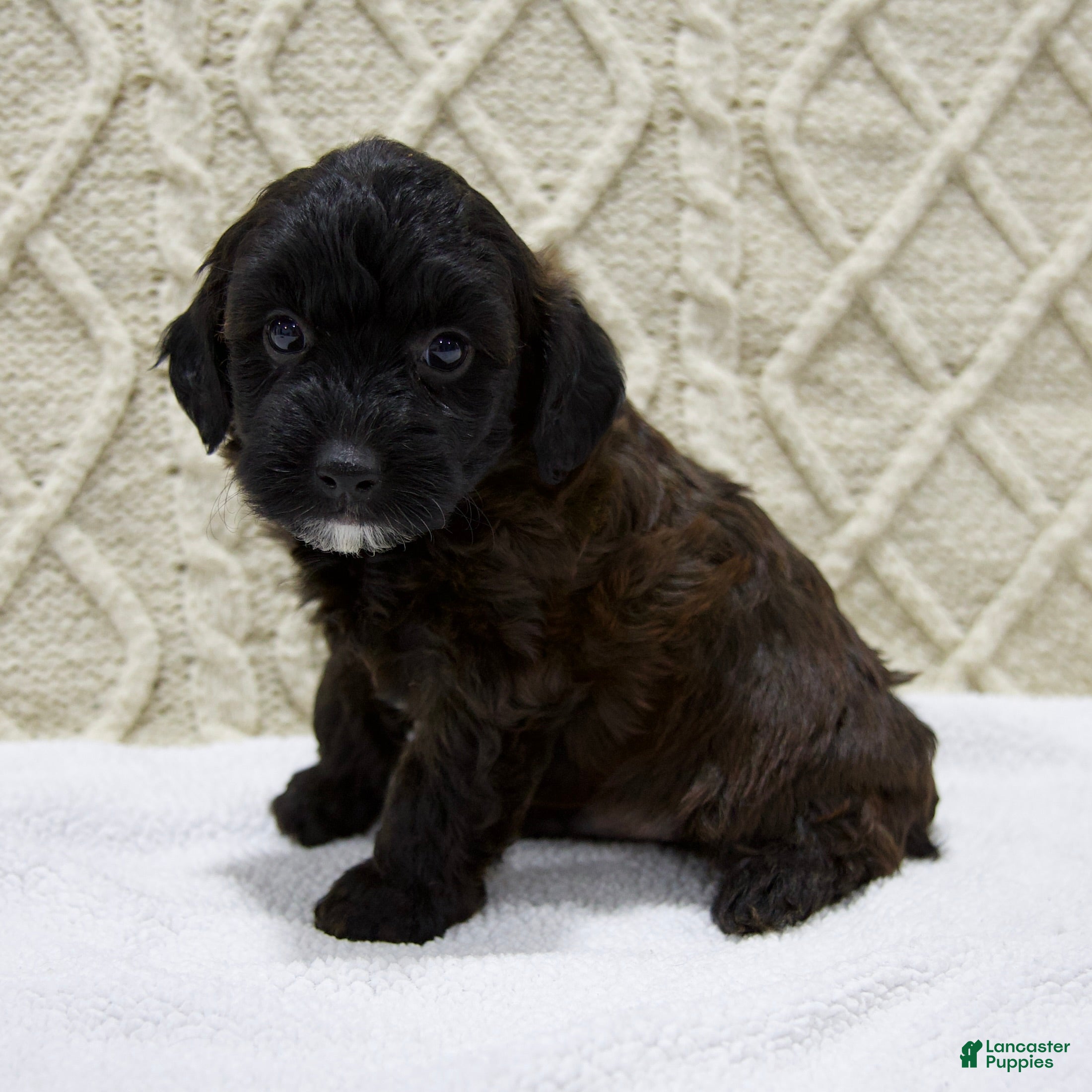 Yorkiepoo dogs Danny - Ad 2