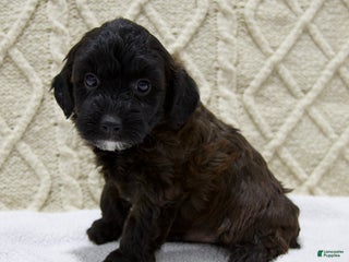 Yorkiepoo dogs - Ad 13