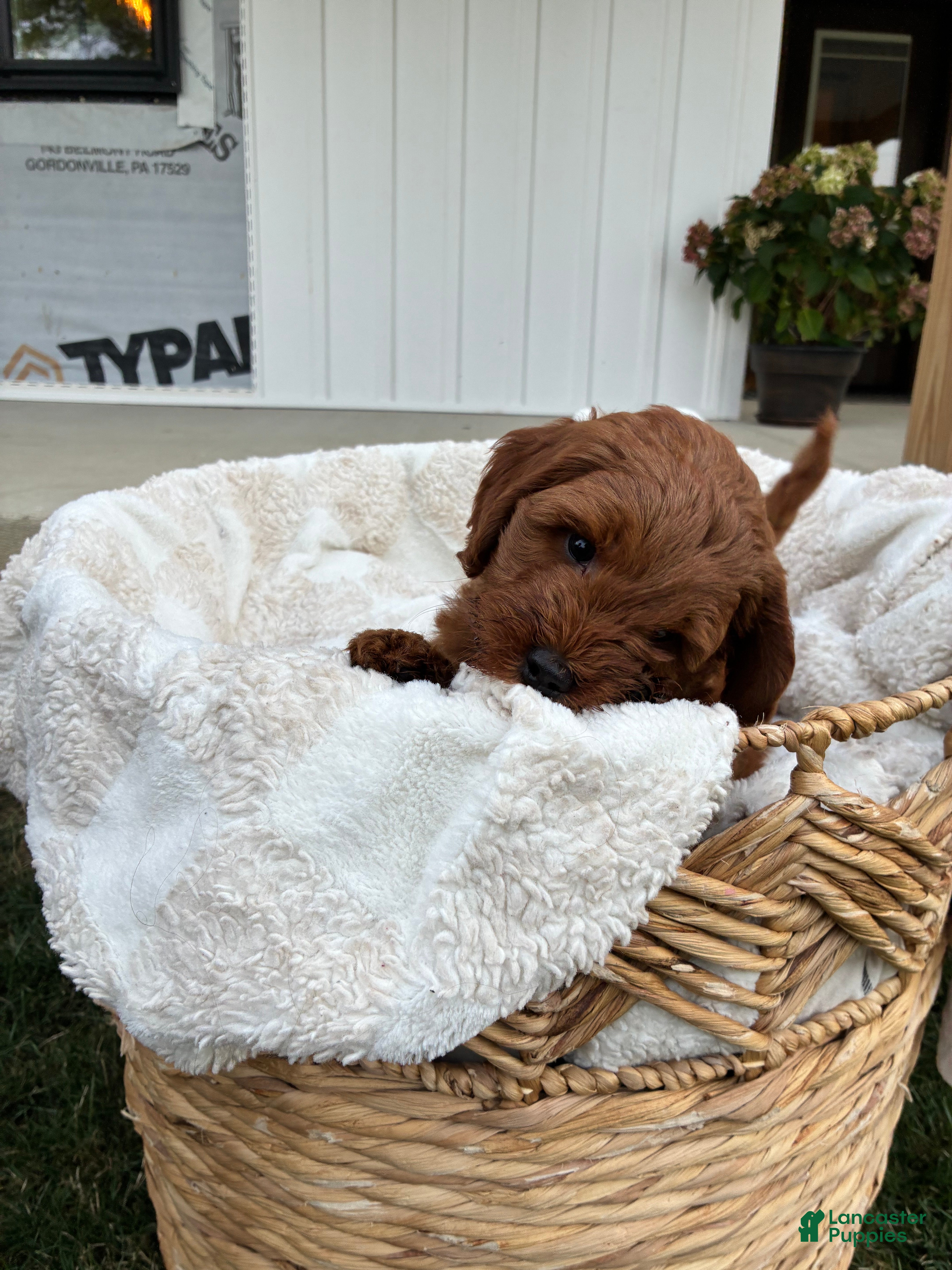 Mini Goldendoodle dogs Charlie - Ad 2