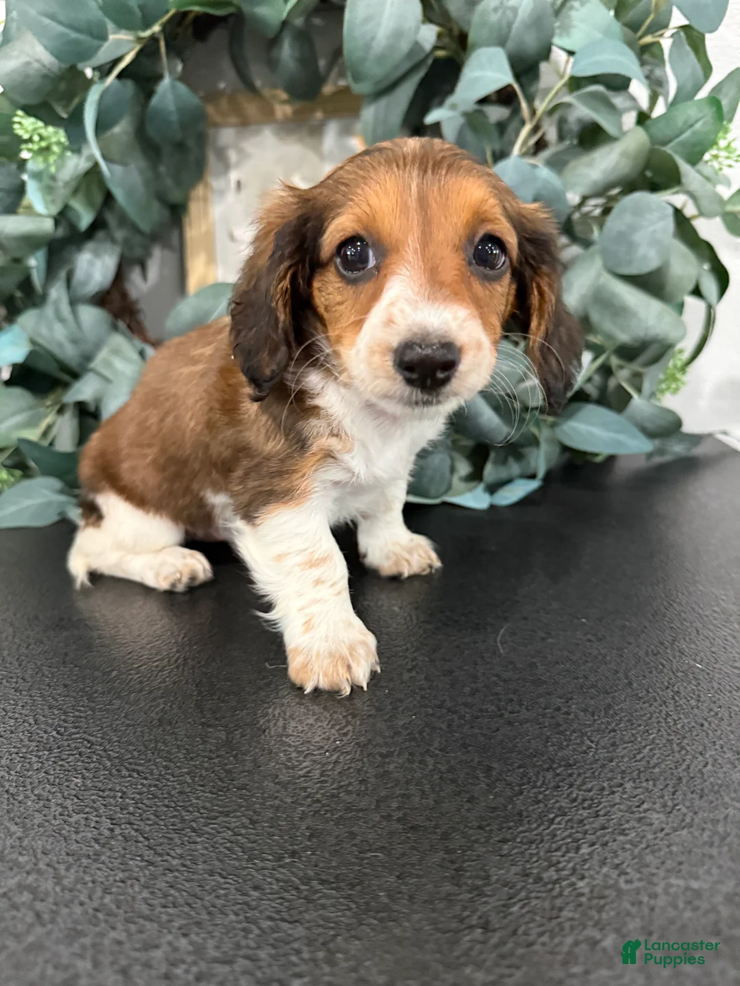 Miniature Dachshund dogs for sale: Dream - Ad 1