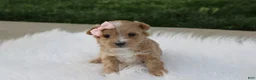Maltipoo dogs for sale: Bella - Ad 4