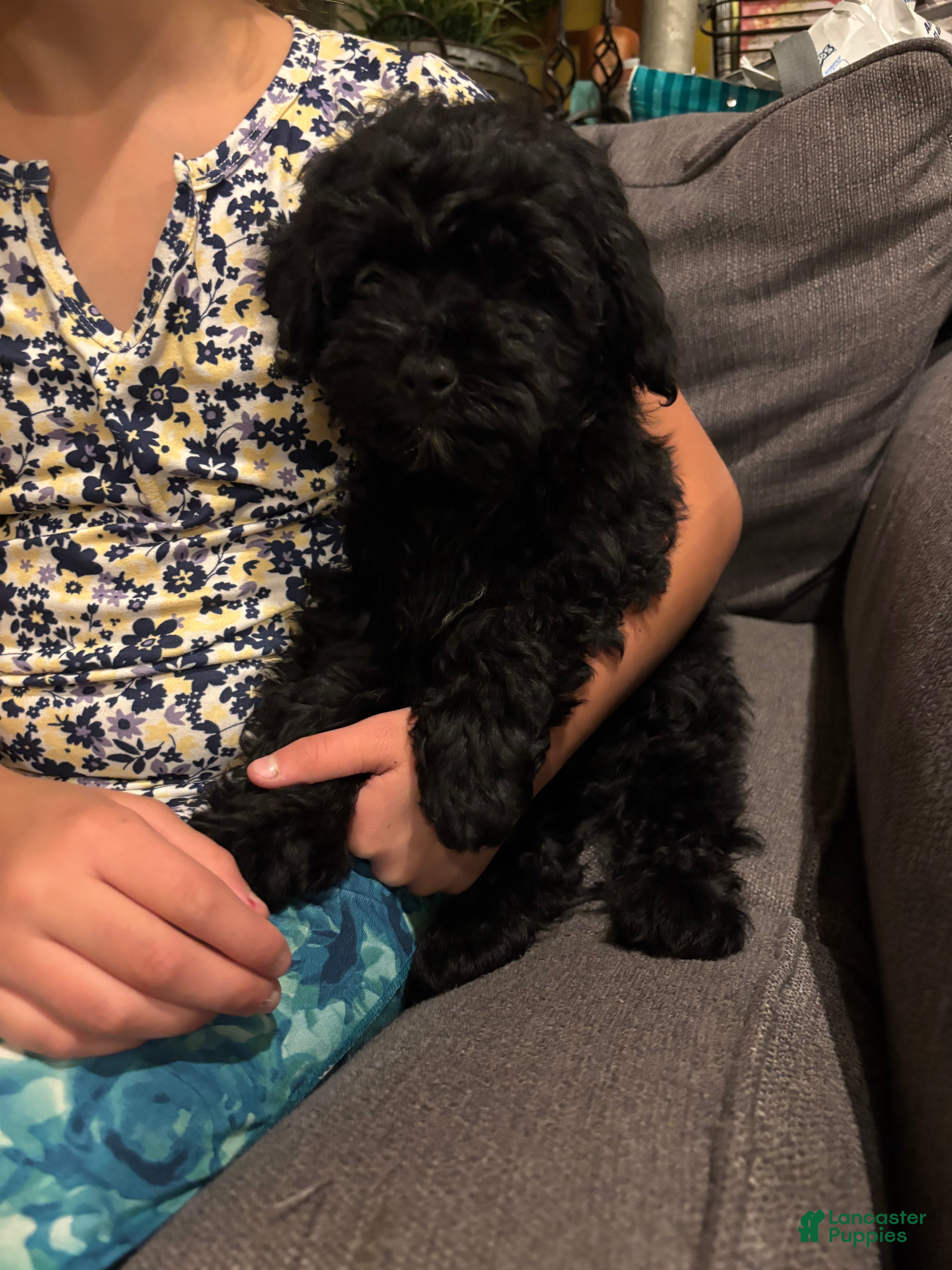 Mini Goldendoodle dogs for sale:  Gunner - Ad 5