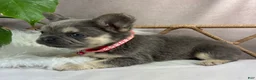 French Bulldog dogs for sale: Ember - Ad 3