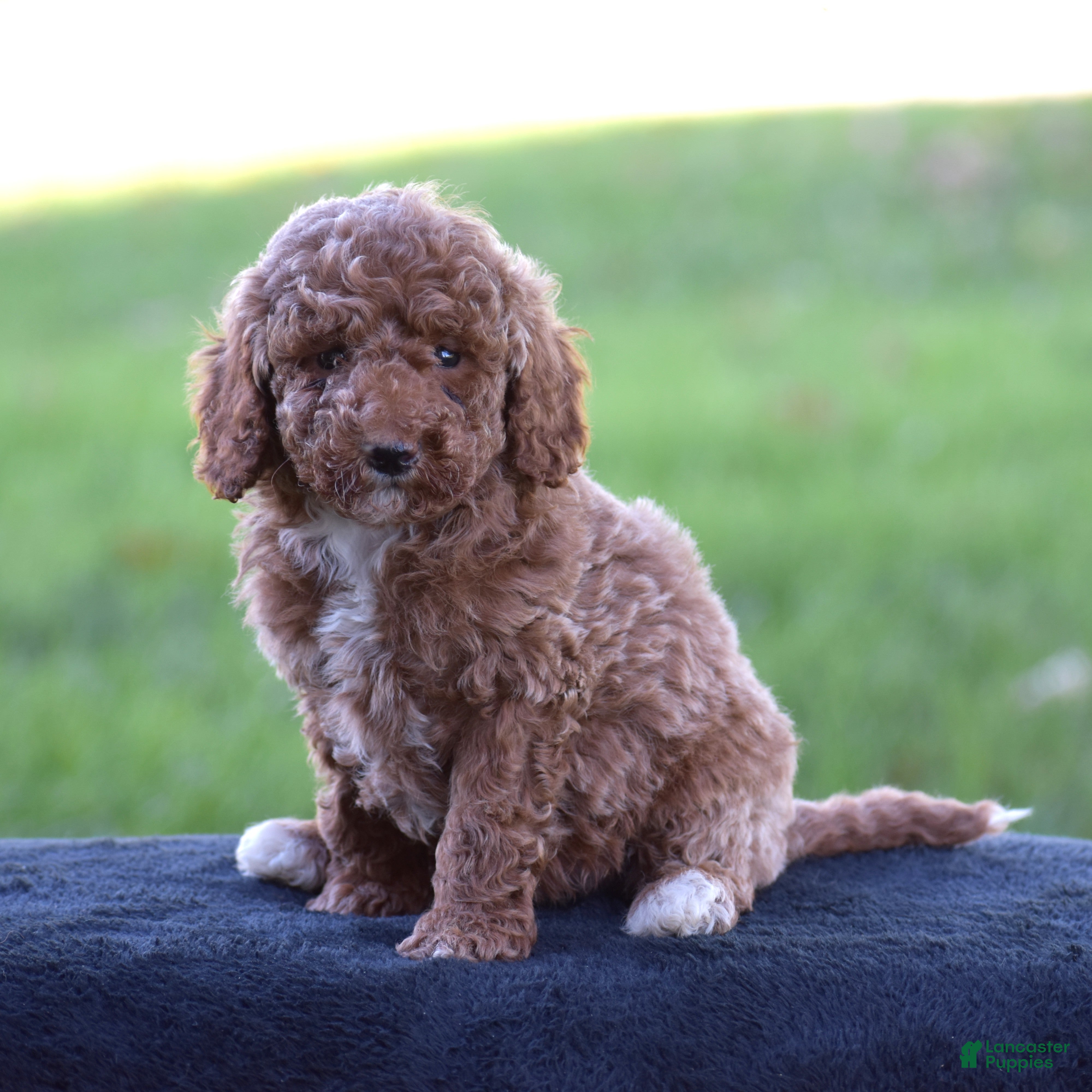 Miniature Poodle dogs for sale: Edrik - Ad 2