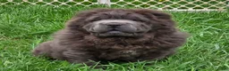 Shar Pei dogs for sale: Blue bear mini - Ad 11