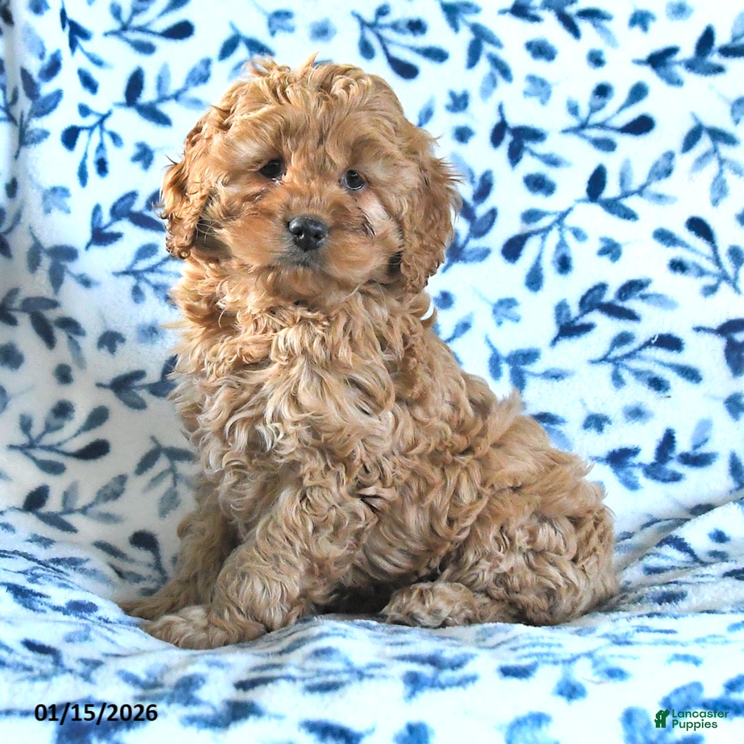 Cockapoo dogs for sale: Winston - Ad 2