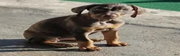Doberman Pinscher dogs for sale: Doberman Pinscher 2 - Ad 1