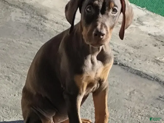 Doberman Pinscher dogs for sale: Doberman Pinscher 2 - Ad 1