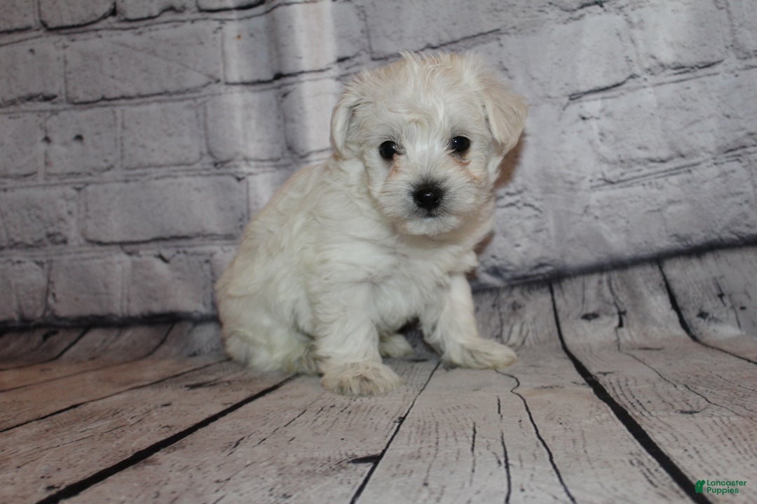 Morkie dogs for sale: Jack frost - Ad 6