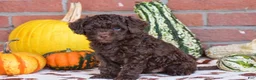 Havapoo dogs for sale: Duke - Ad 3