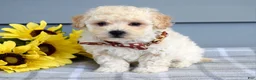 Bichpoo dogs for sale: Scotty - Ad 3