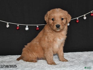 Golden Retriever dogs Archie - Ad 23