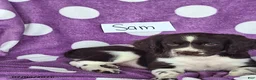 English Springer Spaniel dogs for sale: Sam - Ad 7
