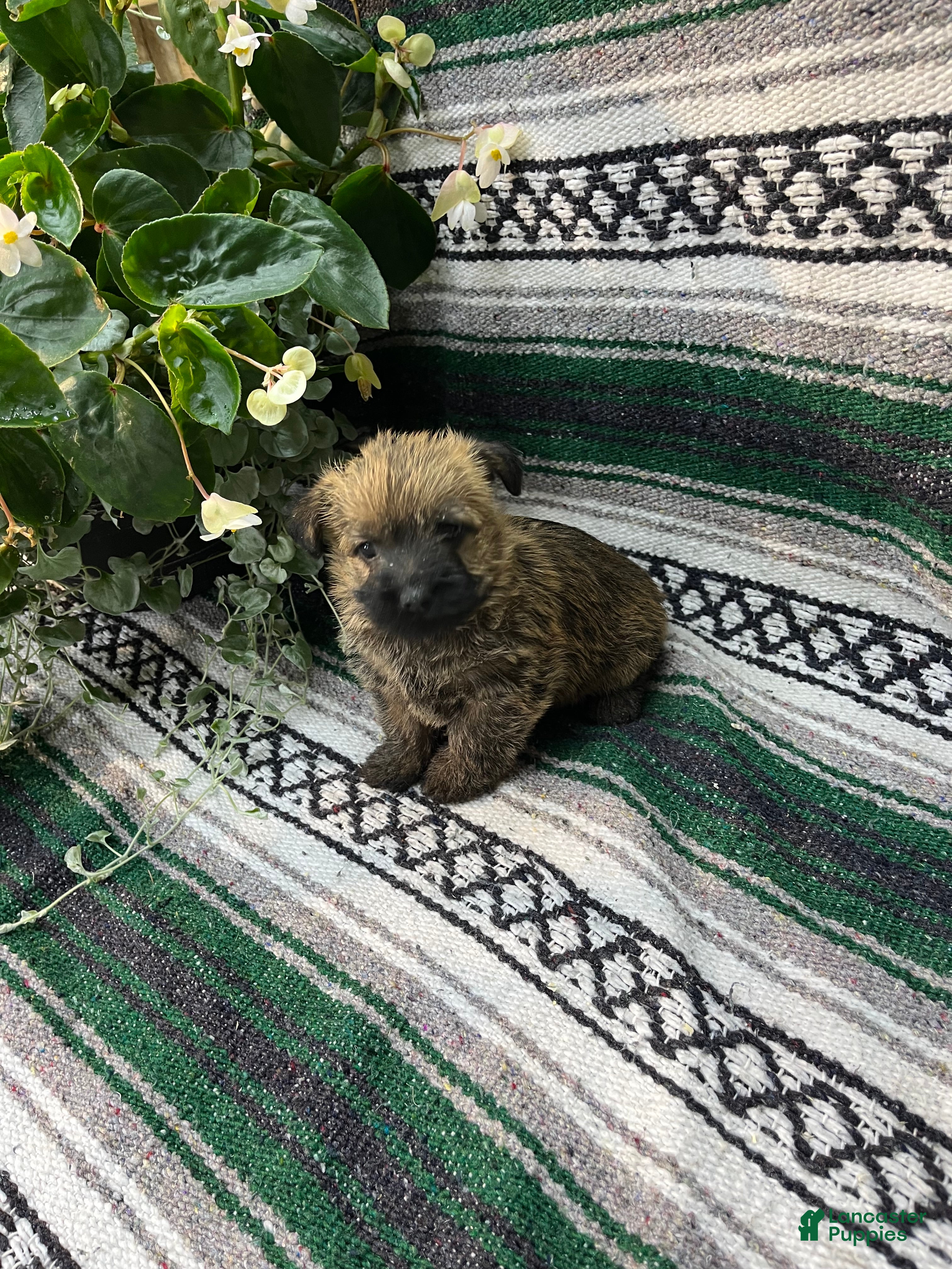 Cairn Terrier dogs Toby - Ad 1