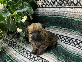 Cairn Terrier dogs for sale: Toby - Ad 3