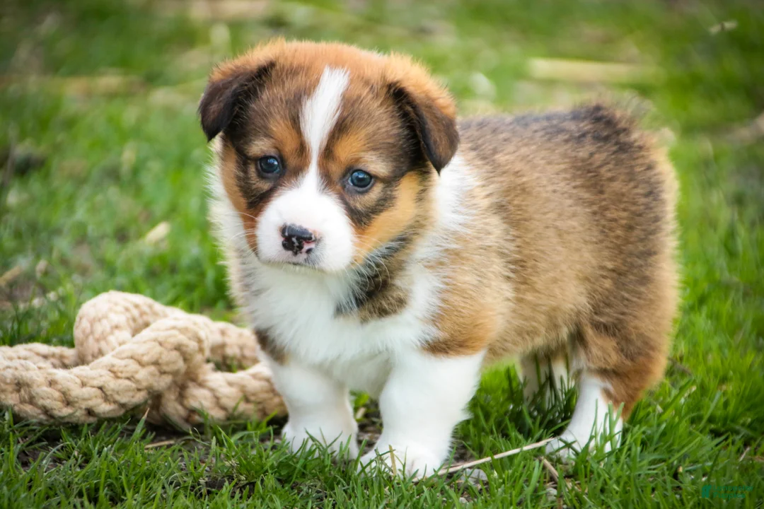 Welsh Corgi Pembroke dogs for sale: Giselle - Ad 1