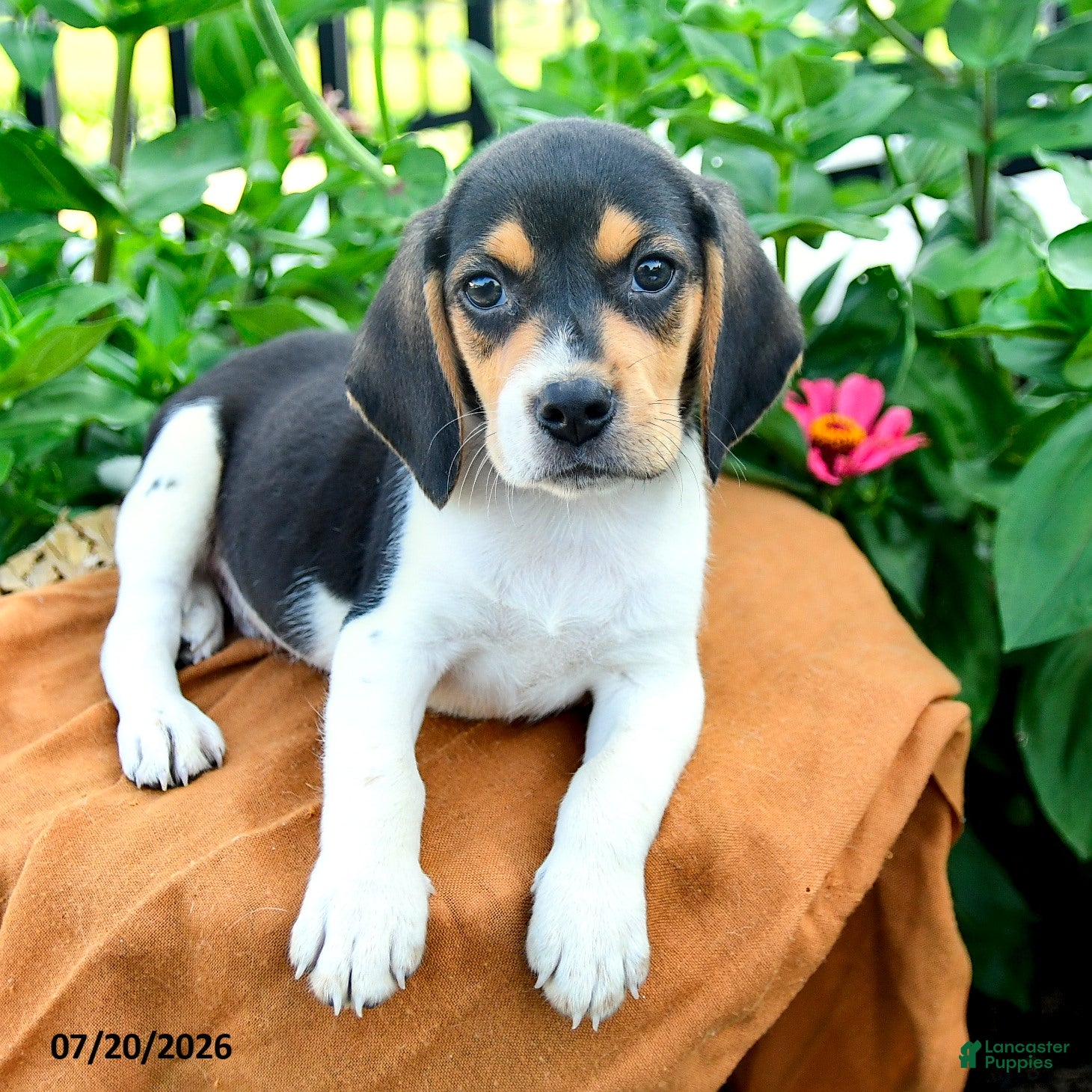 Beagle dogs Henry - Ad 2