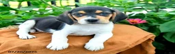 Beagle dogs for sale: Henry - Ad 2