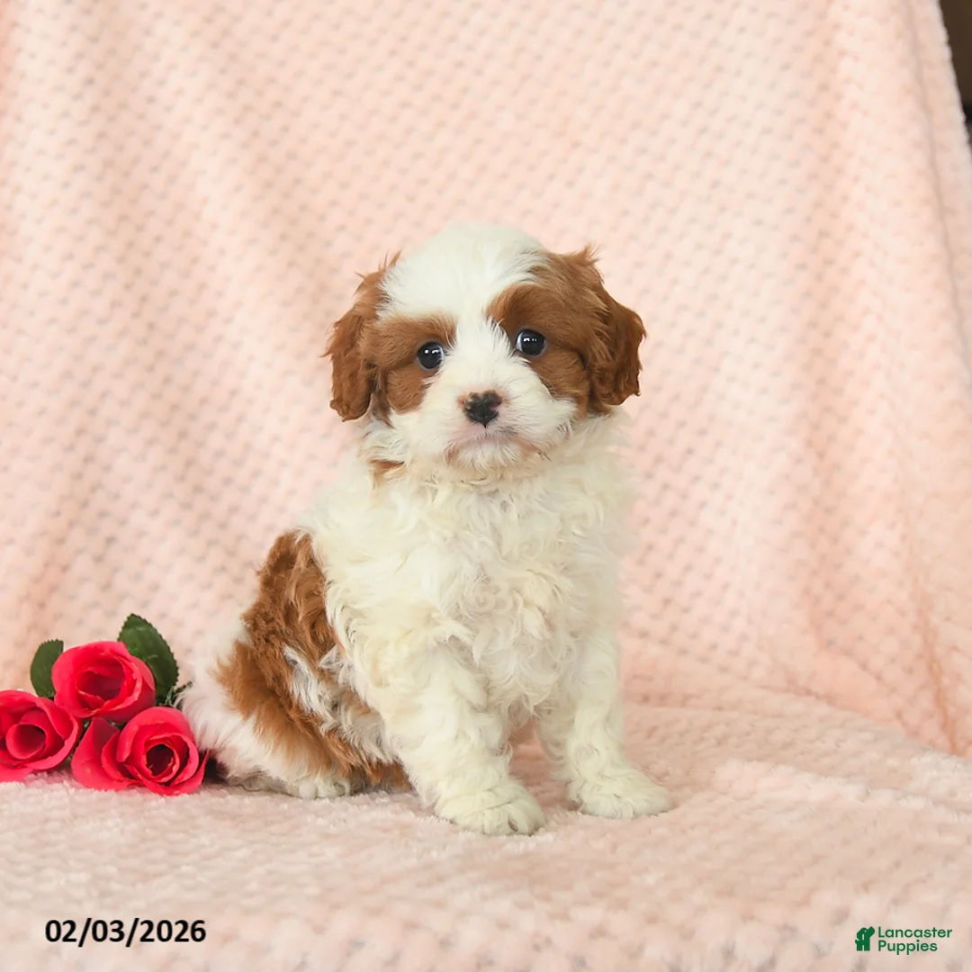 Cavapoo dogs for sale: Domino - Ad 2
