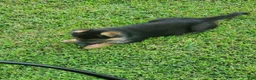 German Shepherd dogs for sale: Lawn Green Male - Ad 11