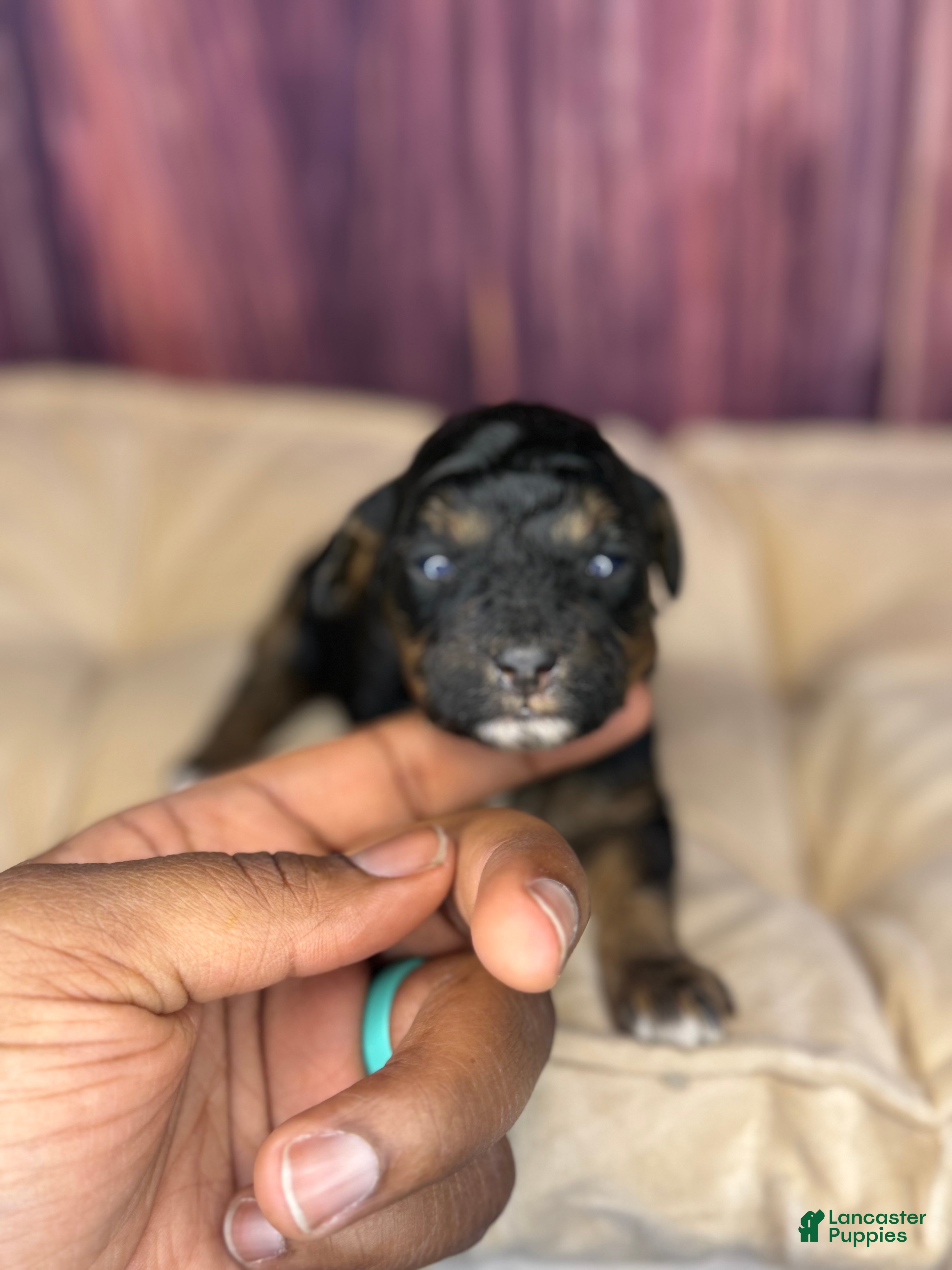 Miniature Poodle dogs Marie - Ad 13