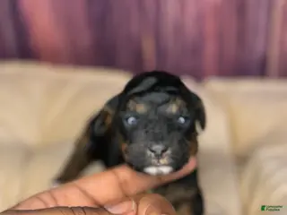 Miniature Poodle dogs Marie - Ad 13