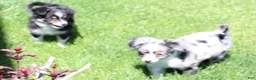 Toy Australian Shepherd dogs for sale: Sarge black tri with tail - Ad 3