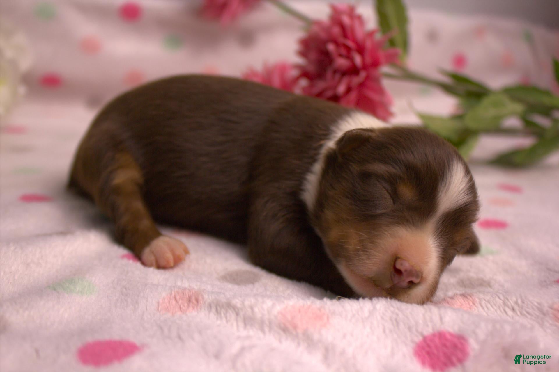 Miniature Australian Shepherd dogs Red tri female 2 - Ad 1