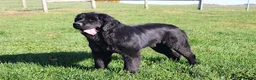 Newfoundland dogs for sale: Ulyssa - Ad 9
