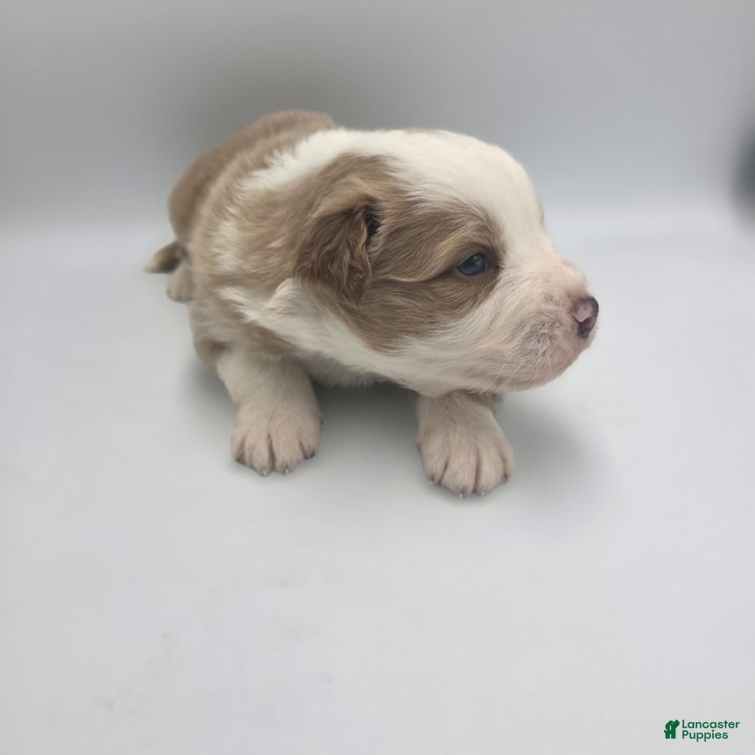 Australian Shepherd dogs for sale: Luke - Ad 2
