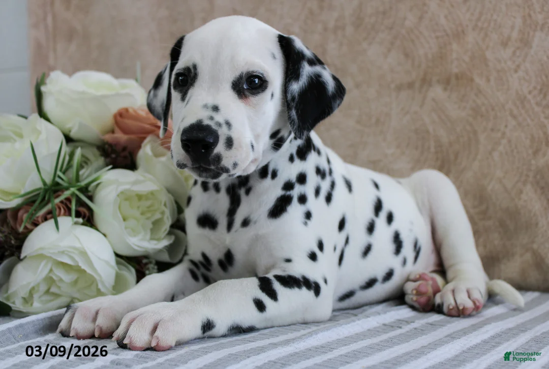 Dalmatian dogs for sale: Holt - Ad 5