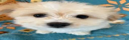 Maltipoo dogs for sale: Maltipoo Puppy 1 - Ad 6