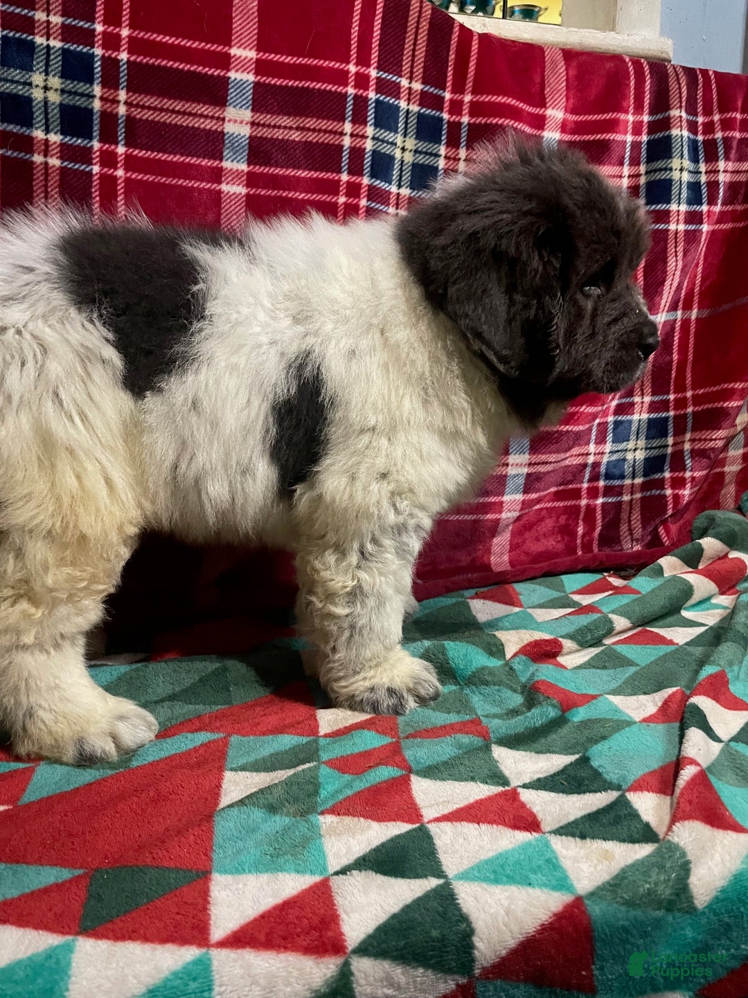 Newfoundland dogs for sale: Newfoundland Puppy 3 - Ad 13