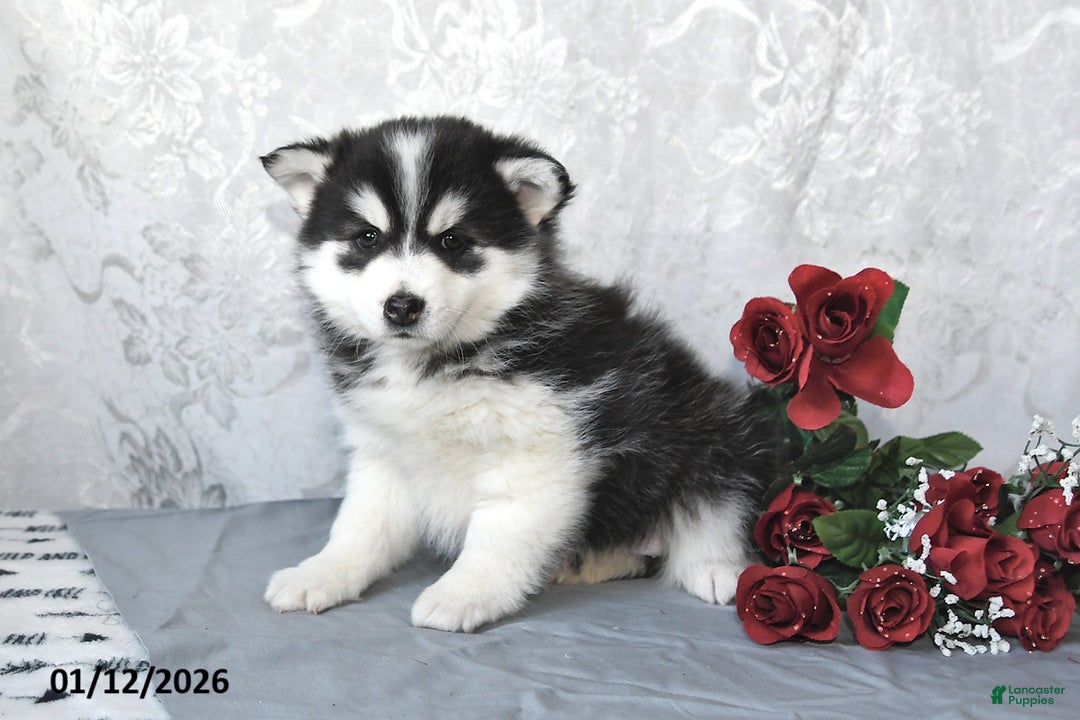 Pomsky dogs for sale: Ashley - Ad 3